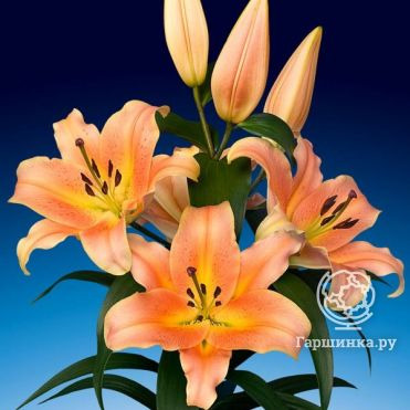 Лилия Зельмира ОТ-гибрид персиковая