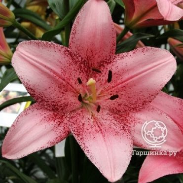 Лилия Коголето азиатская /2шт