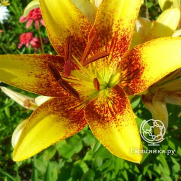 Лилия Голден Стоун азиатская /2шт