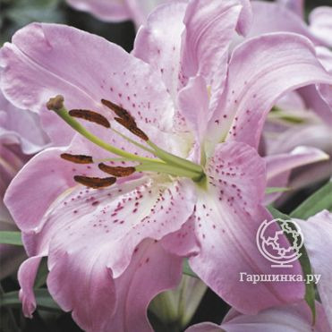 Лилия Жозефина восточная