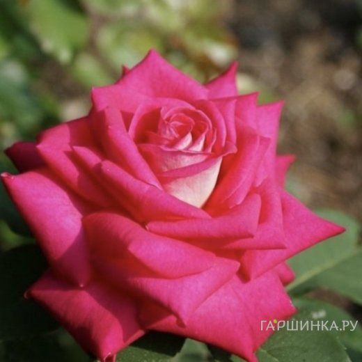 Роза Акапелла чайно-гибридная, Топалович (лиц)