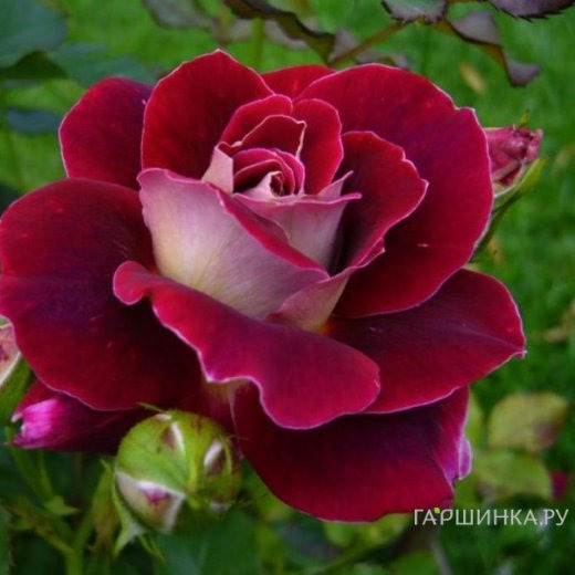 Роза Аллилуйя чайно-гибридная, Топалович (лиц)