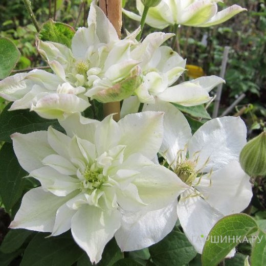 Клематис Беби Стар махровый (2)