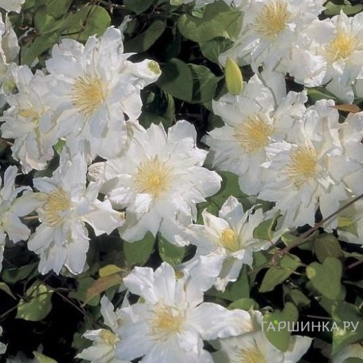 Клематис Сильвия Денни крупноцветковый (2)