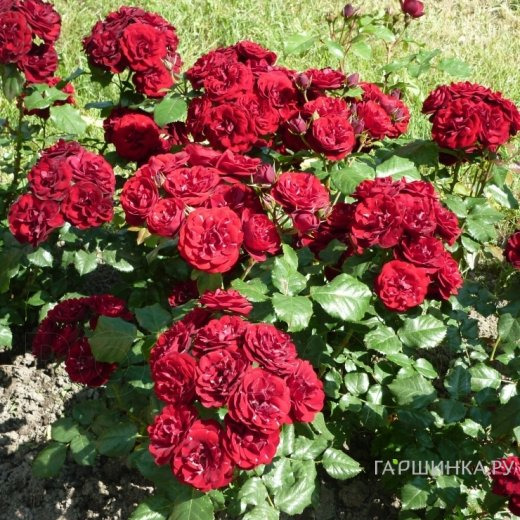 Роза Лаваглут флорибунда, Топалович (лиц)