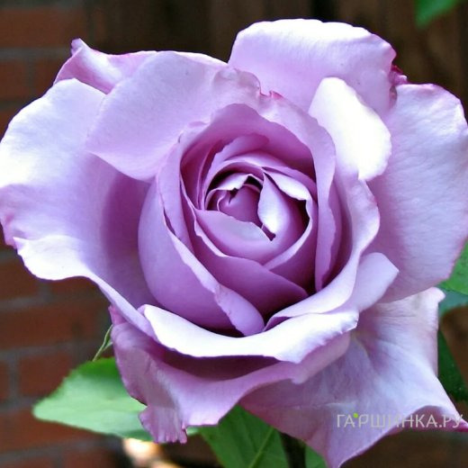 Роза Блю мун/Майнцер Фастнахт Блю чайно-гибридная, Топалович (лиц)