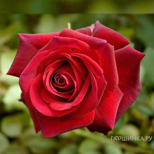 Роза Ред Берлин чайно-гибридная, Топалович (лиц)