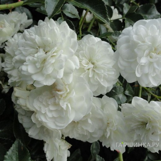 Роза Свани почвопокровная, Топалович (лиц)