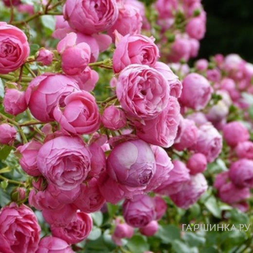 Роза Помпонелла флорибунда, Топалович (лиц)