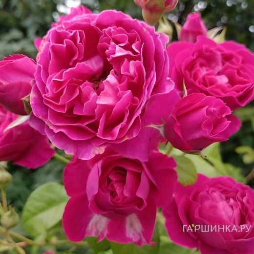 Роза Хайди Клум, Тантау (лиц)