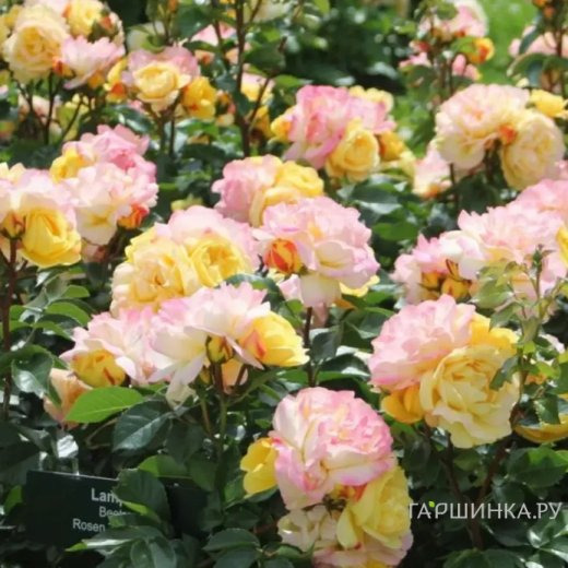 Роза Лампион флорибунда, Тантау (лиц)