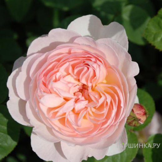 Роза Джентл Гермионе, Д.Остин кустарниковая (лиц)