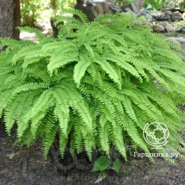 Кочедыжник женский Адиантум Стоповидный