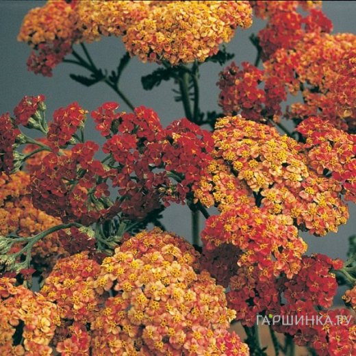 Тысячелистник Вальтер Функе