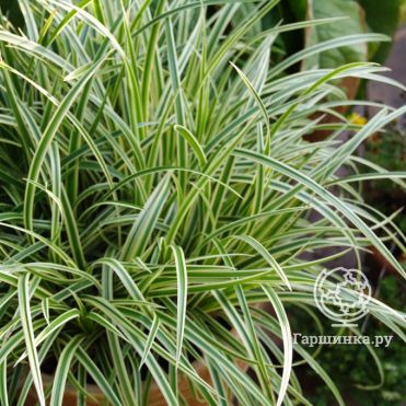 Осока Морроу Вариегата