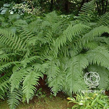 Папоротник щитовник мужской