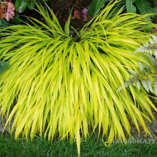 Хаконехлоа Олл Голд