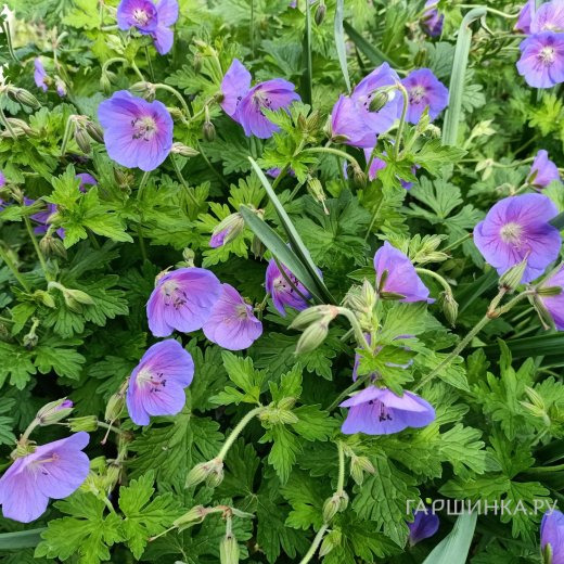 Герань садовая Джонсонс Блу