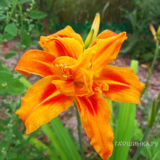 Лилейник Квансо