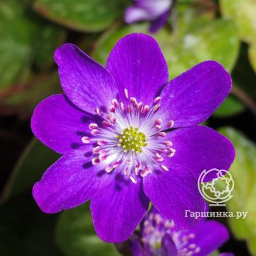 Печеночница японская Пепл Форест