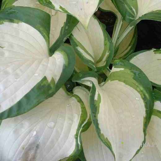 Хоста Дансинг ин зе Рейн (M)