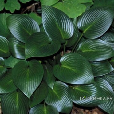 Хоста Девон Грин (M)