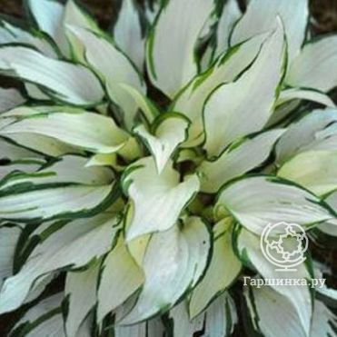 Хоста Вайт Крисмос (ML)