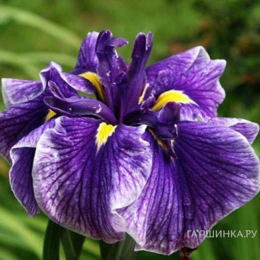 Ирис мечевидный Кристал Хало