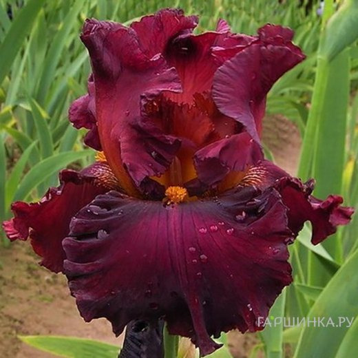 Ирис бородатый Форт Апач