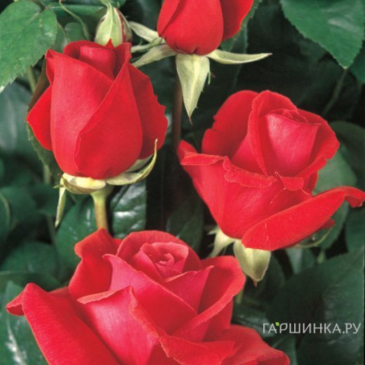 Роза Дуфтвольке, Тантау (лиц)