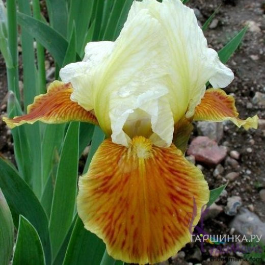 Ирис бородатый Хони Глэйзд