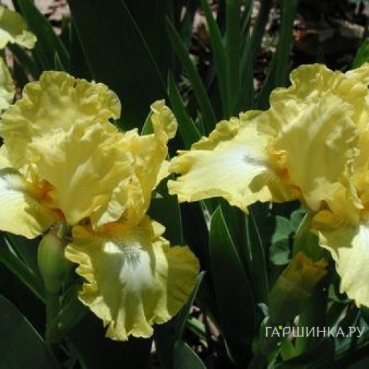 Ирис бородатый Лемон Поп