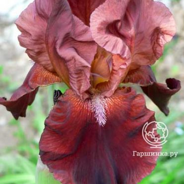 Ирис бородатый Самурай Уорриор