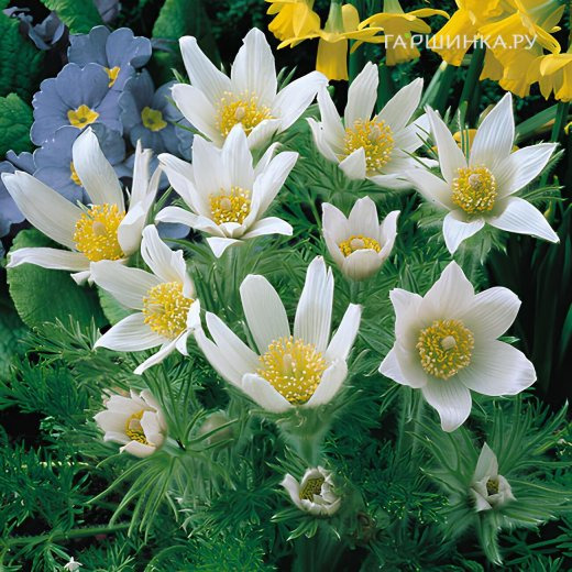 Прострел Альба