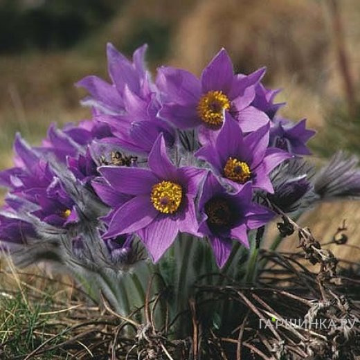 Прострел обыкновенный