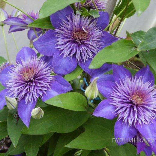 Клематис Мульти Блю махровый крупноцветковый (2)