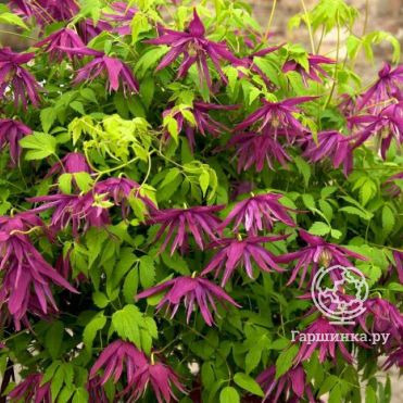 Клематис (Княжик) Октопус (Осьминог) махровый (1)