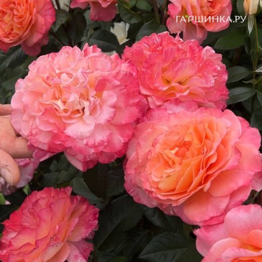 Роза Августа Луиза чайно-гибридная, Тантау (лиц)