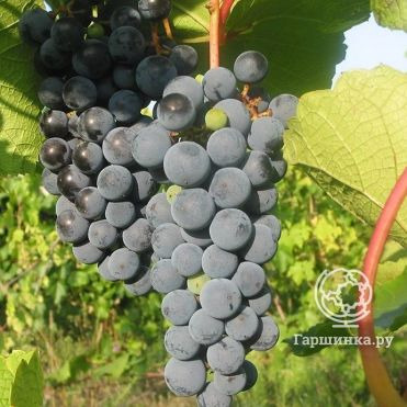 Виноград Звезда Потапенко плодовый