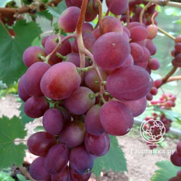 Виноград Кеэн Виктория плодовый