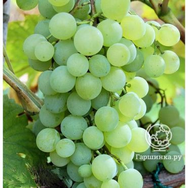 Виноград Краса Севера плодовый