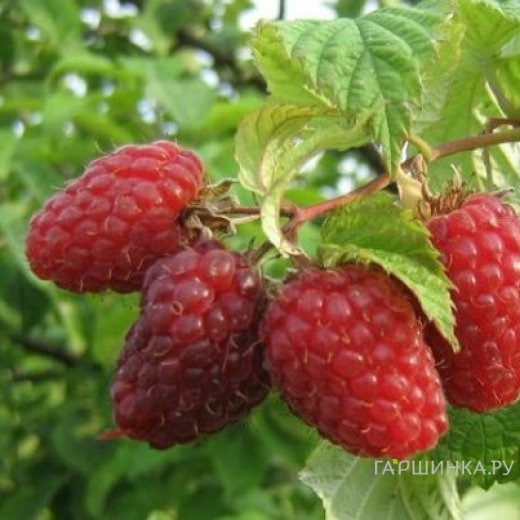 Малина Пересвет красная