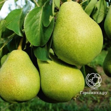 Груша Гвидон