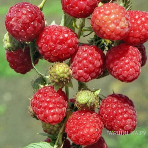 Малина Зоренька Алтая красная