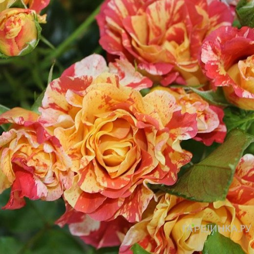 Роза Альфред Сислей, Дельбар (лиц)