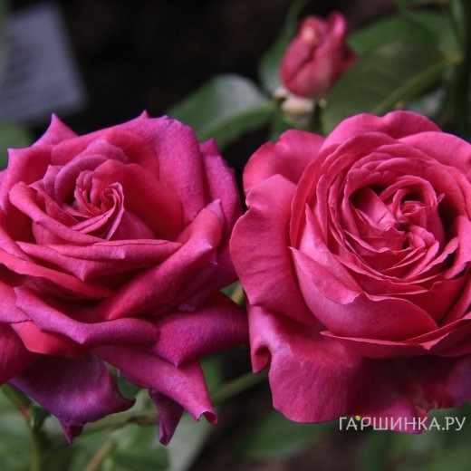 Роза Шартрез Де Парм, Дельбар (лиц)