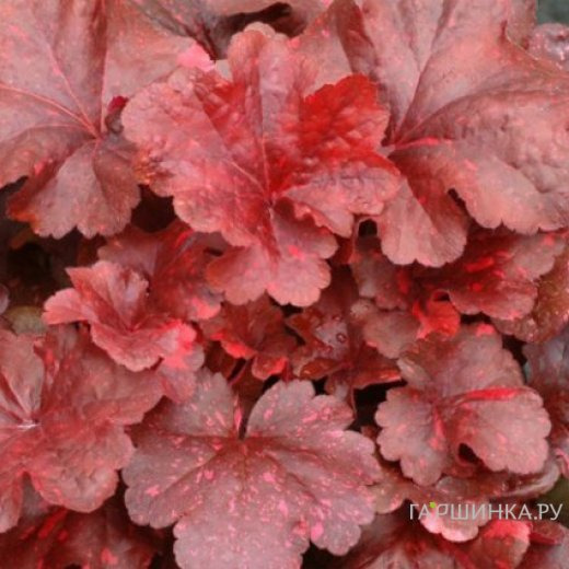 Гейхера Гэлакси