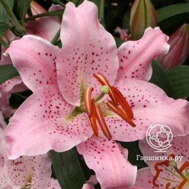 Лилия Керли Сью восточная /2шт