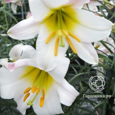 Лилия Вайт Пленет трубчатая