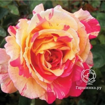 Роза Вариегата ди Барни, Барни (лиц)